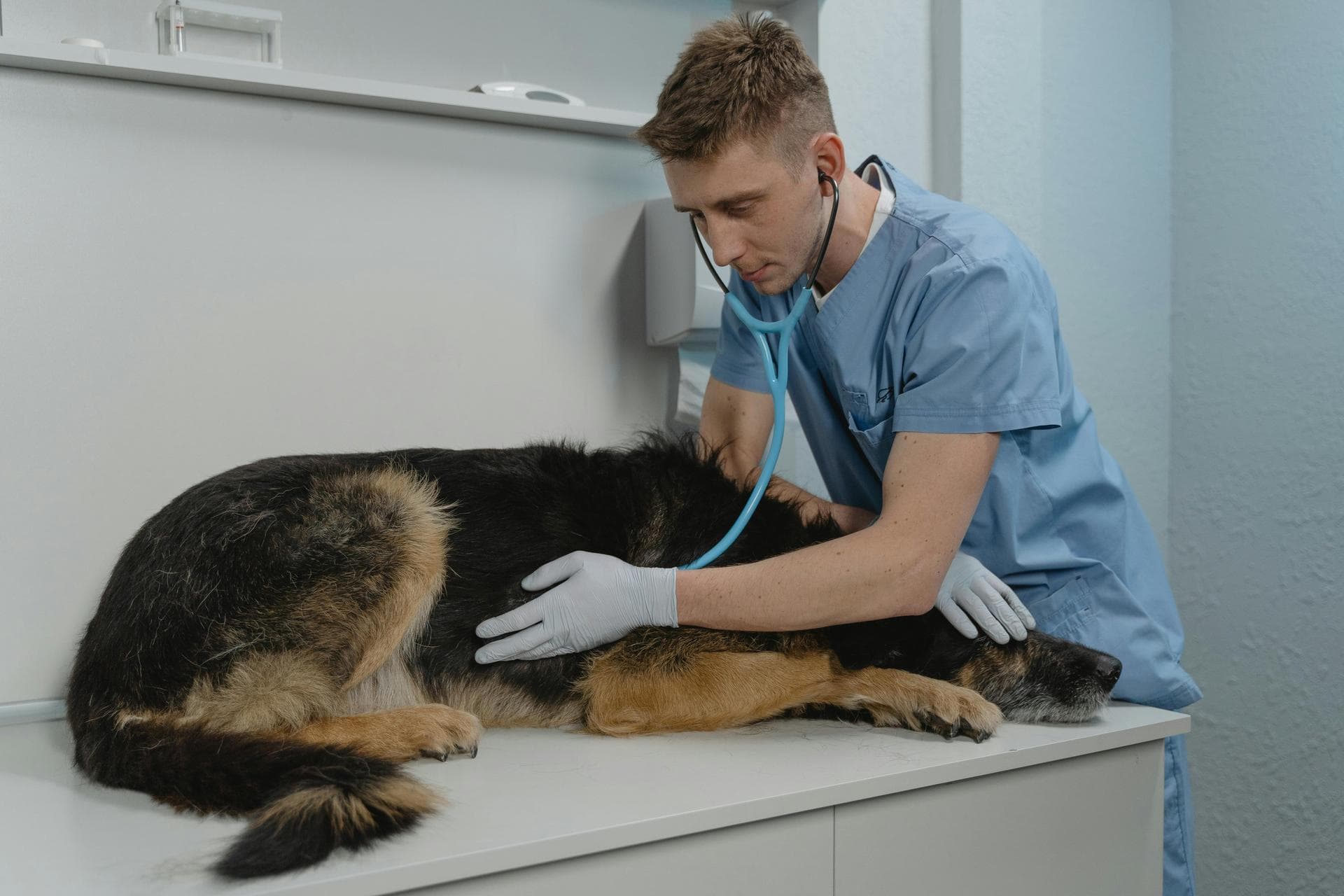 Rabbit Spay Castrate Neutering Prices in Lewisham