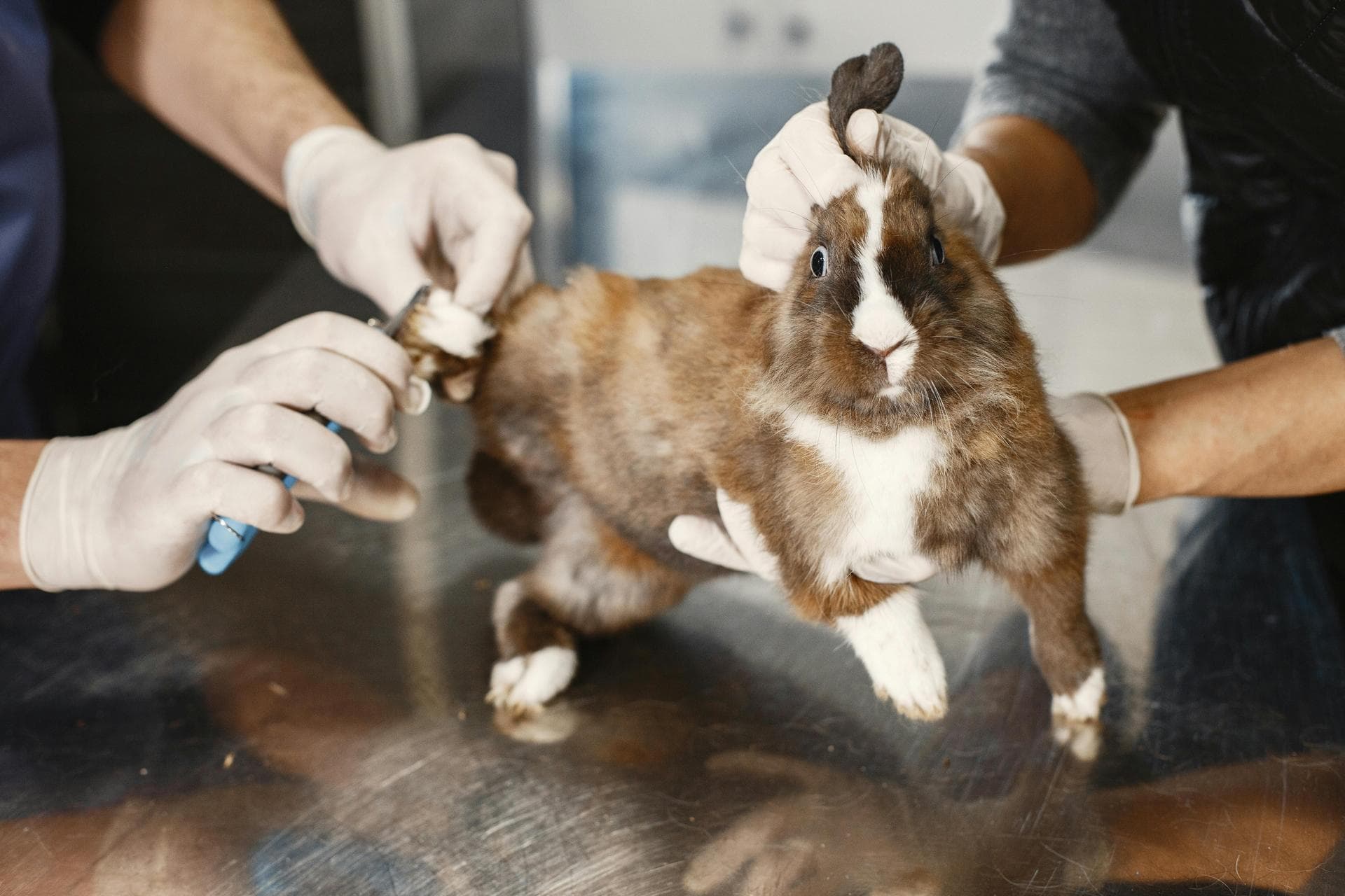 Specialist Vets in Lewisham