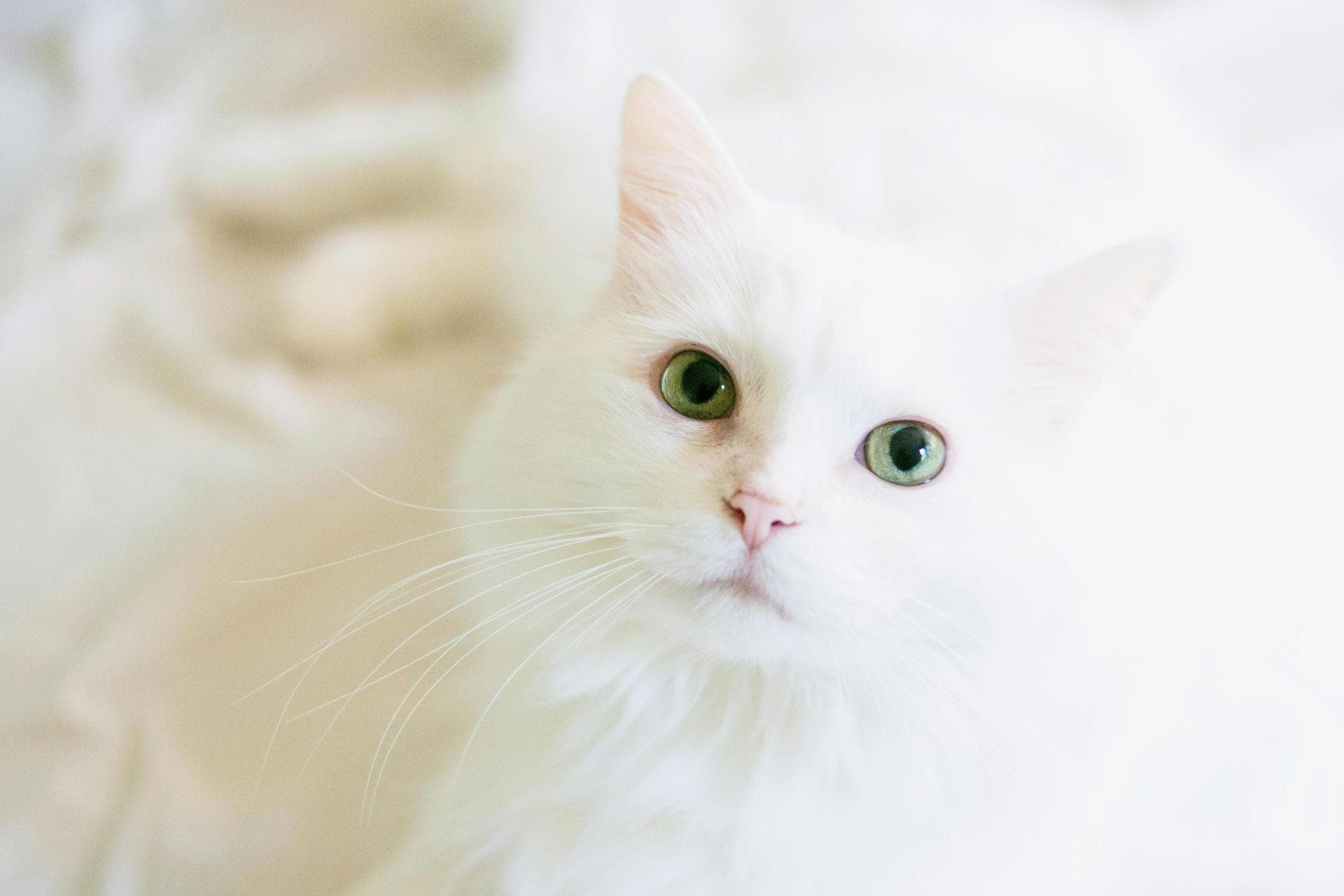 Feline Leukaemia Vaccination Prices in Lewisham